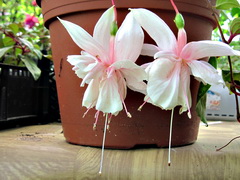 Фуксии Фуксия № 2 Pink Marshmallow