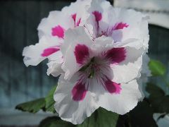  Пеларгония №2 Bold Candy (королевская)
