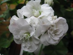  Пеларгония №9 Ice Rose