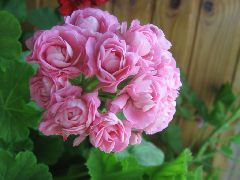  Пеларгония №13 Swanland pink/Australian Pink Rosebud