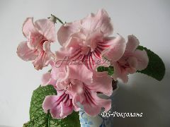  Стрепс. №9 DS-Роксолана