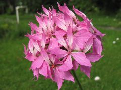  Пеларгония №14 Pac Fireworks Light Pink