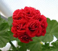  Пеларгония №21 Botansröda Rosebud