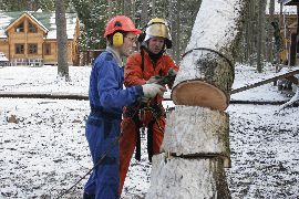 Спилить дерево Спилить дерево вблизи строений