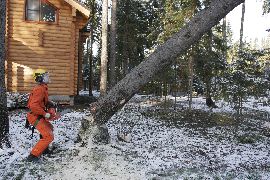 Спилить дер Спил дерева