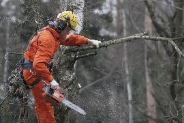 Обрезка деревьев Санитарная обрезка сучков сухих веток