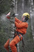 Валка деревьев Валка деревьев по частям