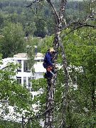 Спил дерева  Спил дерева вблизи строений