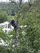 Спил дерева  Спил дерева по частям