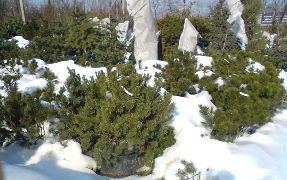 Посадка деревьев Посадка деревьев