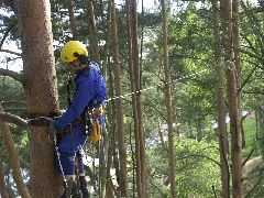 Укрепление деревьев Каблинг