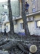 Спил дерева  Спил дерева вблизи строений