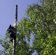 Спил деревьев Спилить дерево